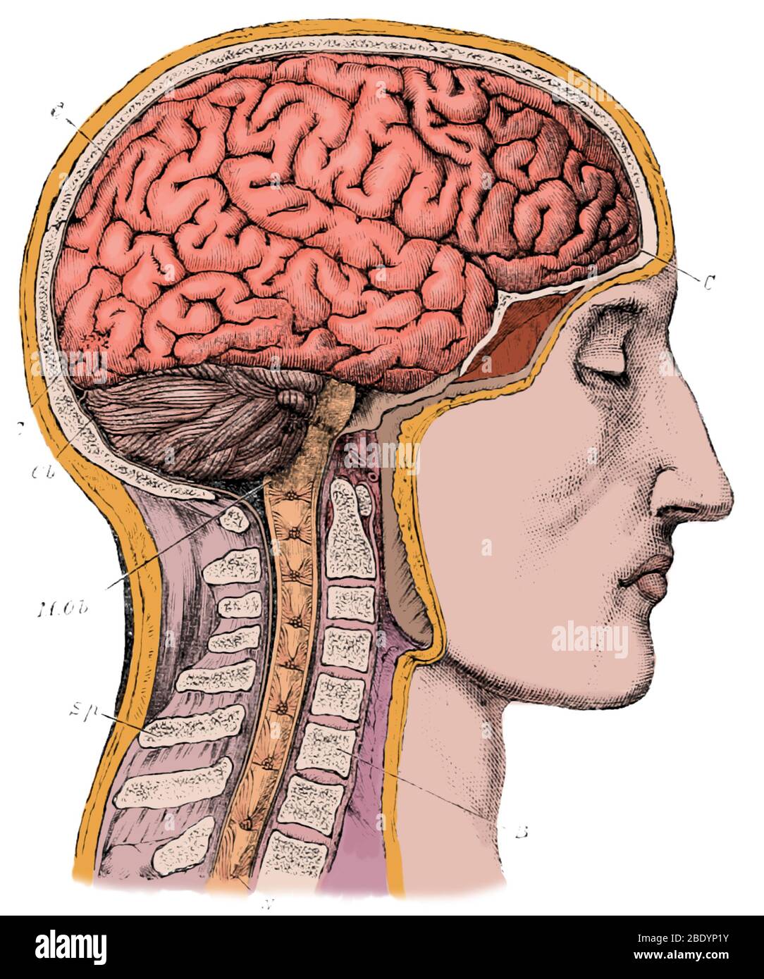 Brain From Right Side, 1883 Stock Photo