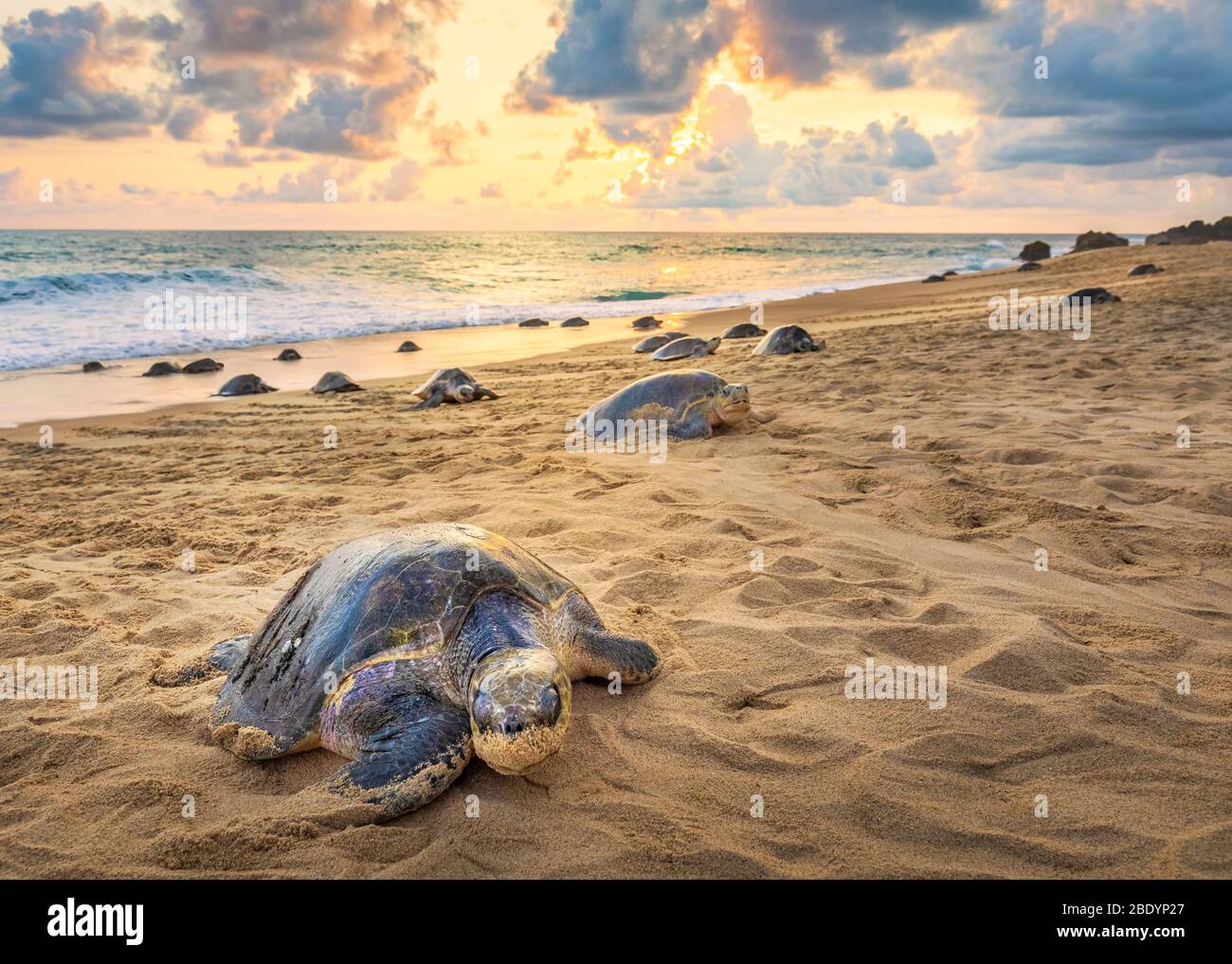 Olive Ridley sea turtles crawl on shore to nest en masse at Ixtapilla, Michoacan, Mexico. Stock Photo