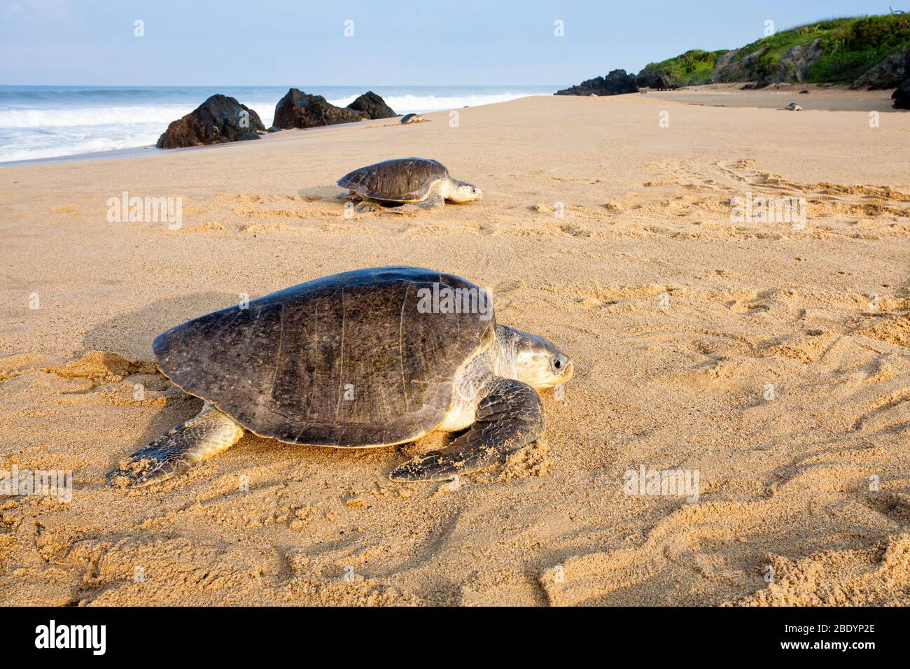 Olive Ridley sea turtles arrive to lay eggs on the Ixtapilla Beach in Michoacan, Mexico. Stock Photo