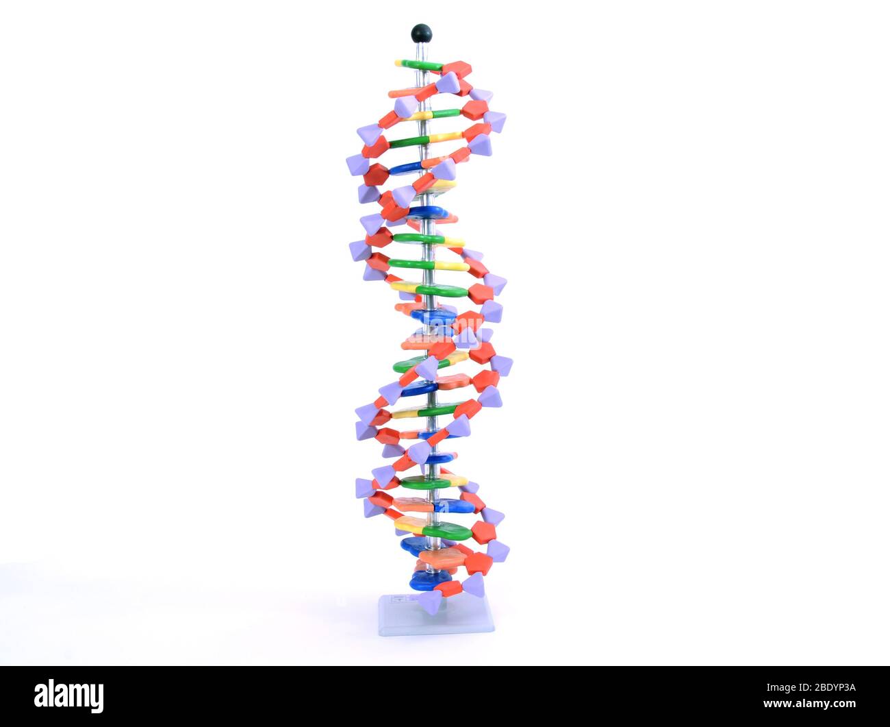 Double Helix DNA Molecular Model Stock Photo