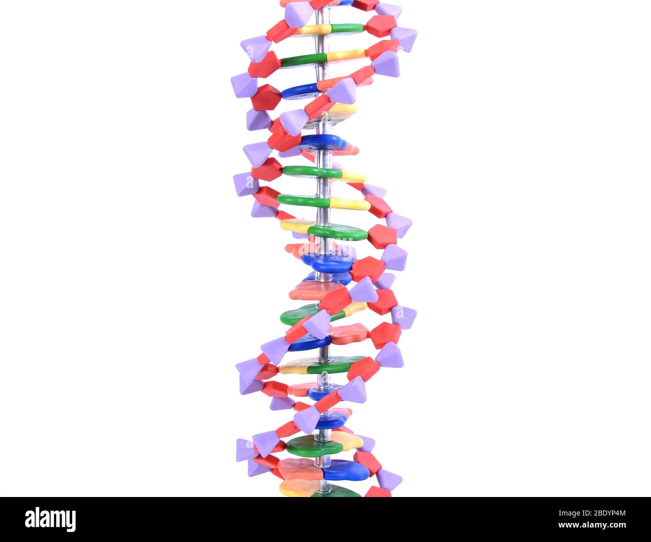 Dna Double Helix 3d Model