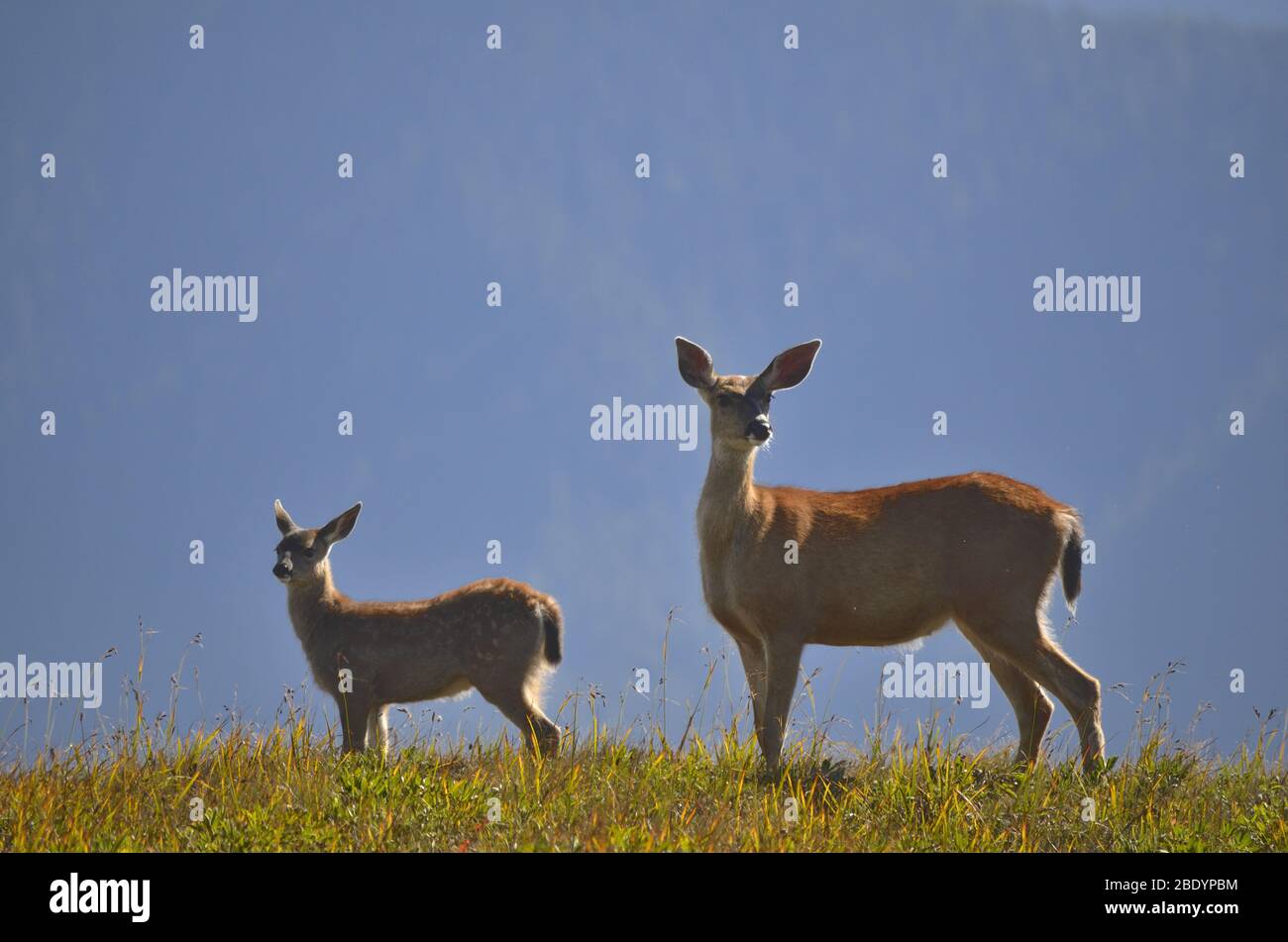 Wildlife in Olympic National Park, USA Stock Photo