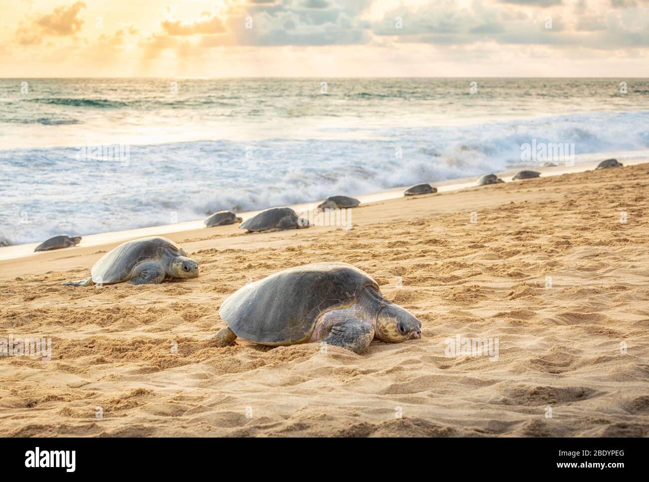 Olive Ridley sea turtles arrive to lay eggs on the Ixtapilla Beach in Michoacan, Mexico Stock