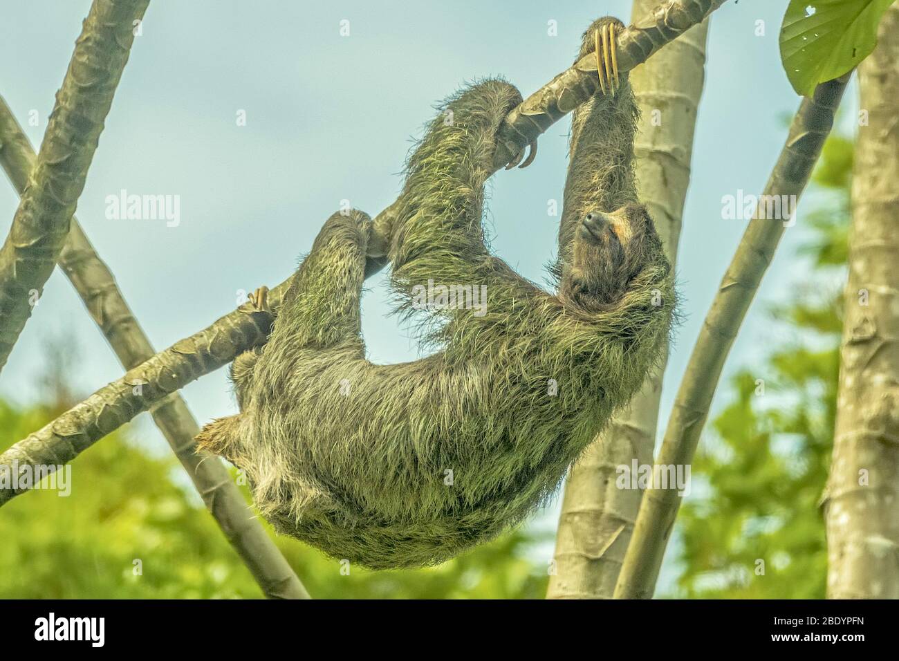 SLoth (bradypus didactylus) In A Tree, Costa Rica, Central America Stock Photo