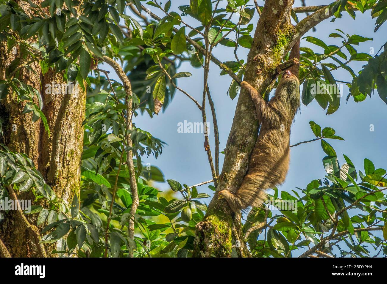 Two Toed Sloth (Choloepus didactylus), Climbing In Tortuguero canals Area, Costa Rica, Central America Stock Photo