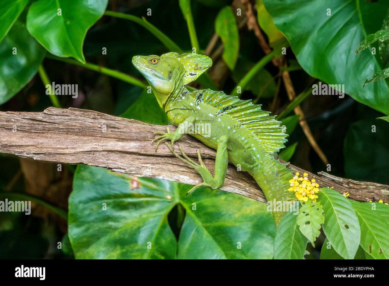 Jesus Christo Lizard (basiliscus basiliscus), Tortuguero canals, Costa Rica, Central America Stock Photo