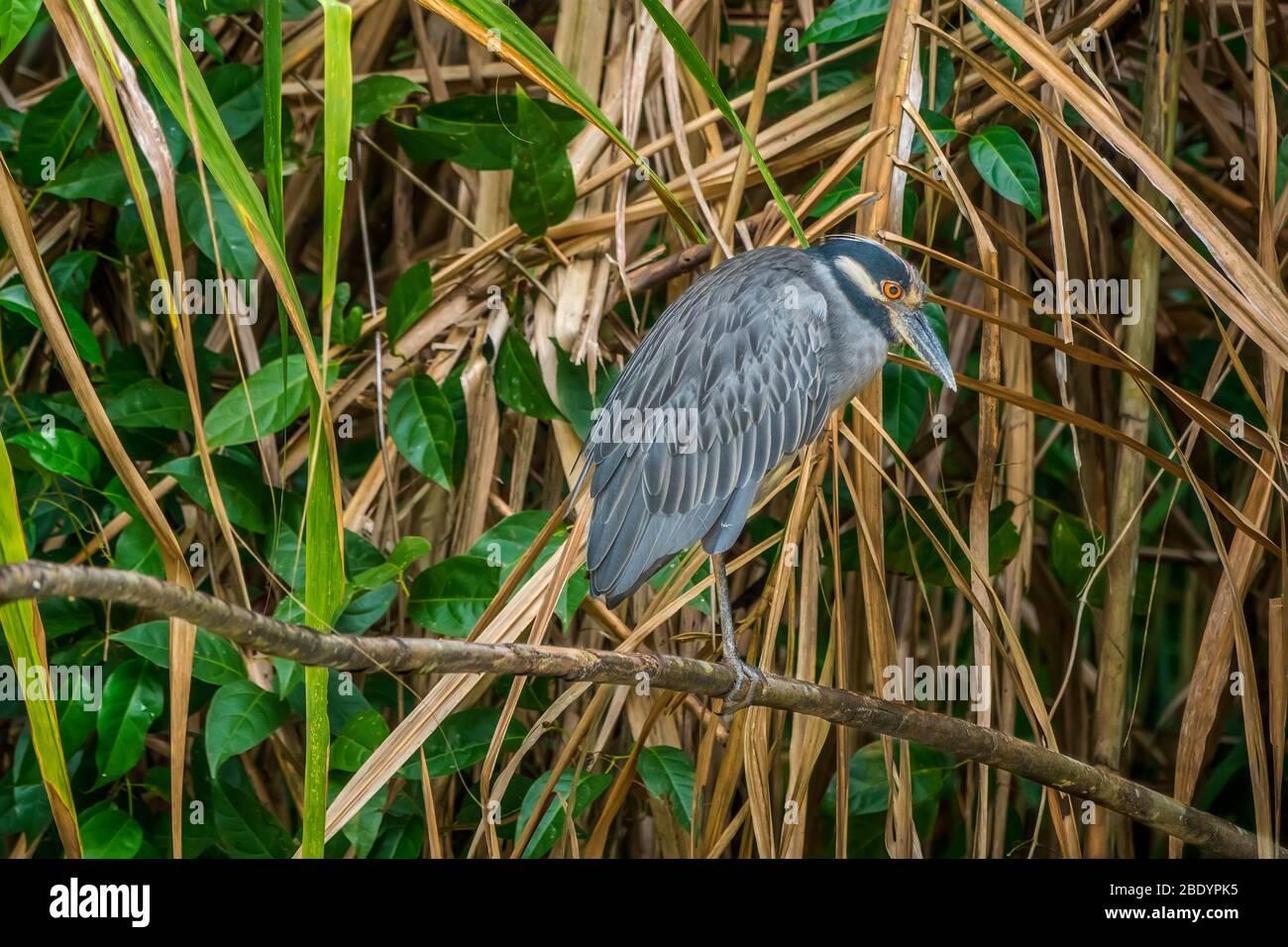 Yellow Crowned Night Heron (nyctanassa violacea), Tortuguero canals, Costa Rica, Central America Stock Photo