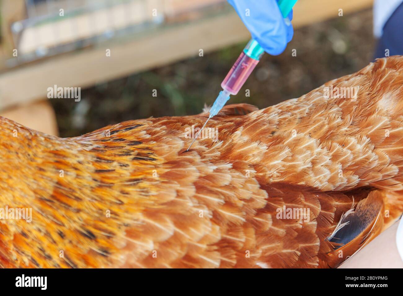 Veterinarian woman with syringe holding and injecting chicken on ranch ...