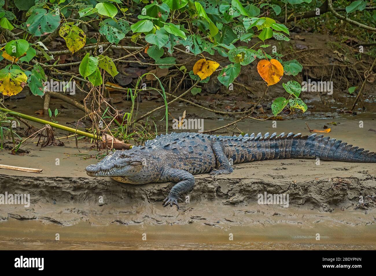 American Crocodile (Crocodylus acutus), Costa Rica, Central America Stock Photo