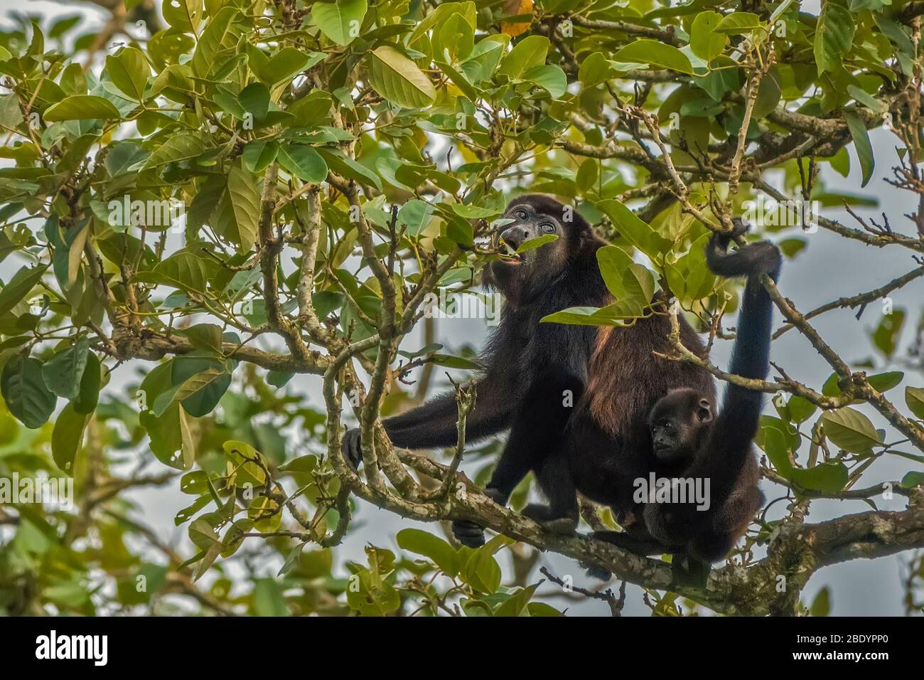 Howler Monkey and Baby (Alouatta palliata palliata), Costa Rica, Central America Stock Photo