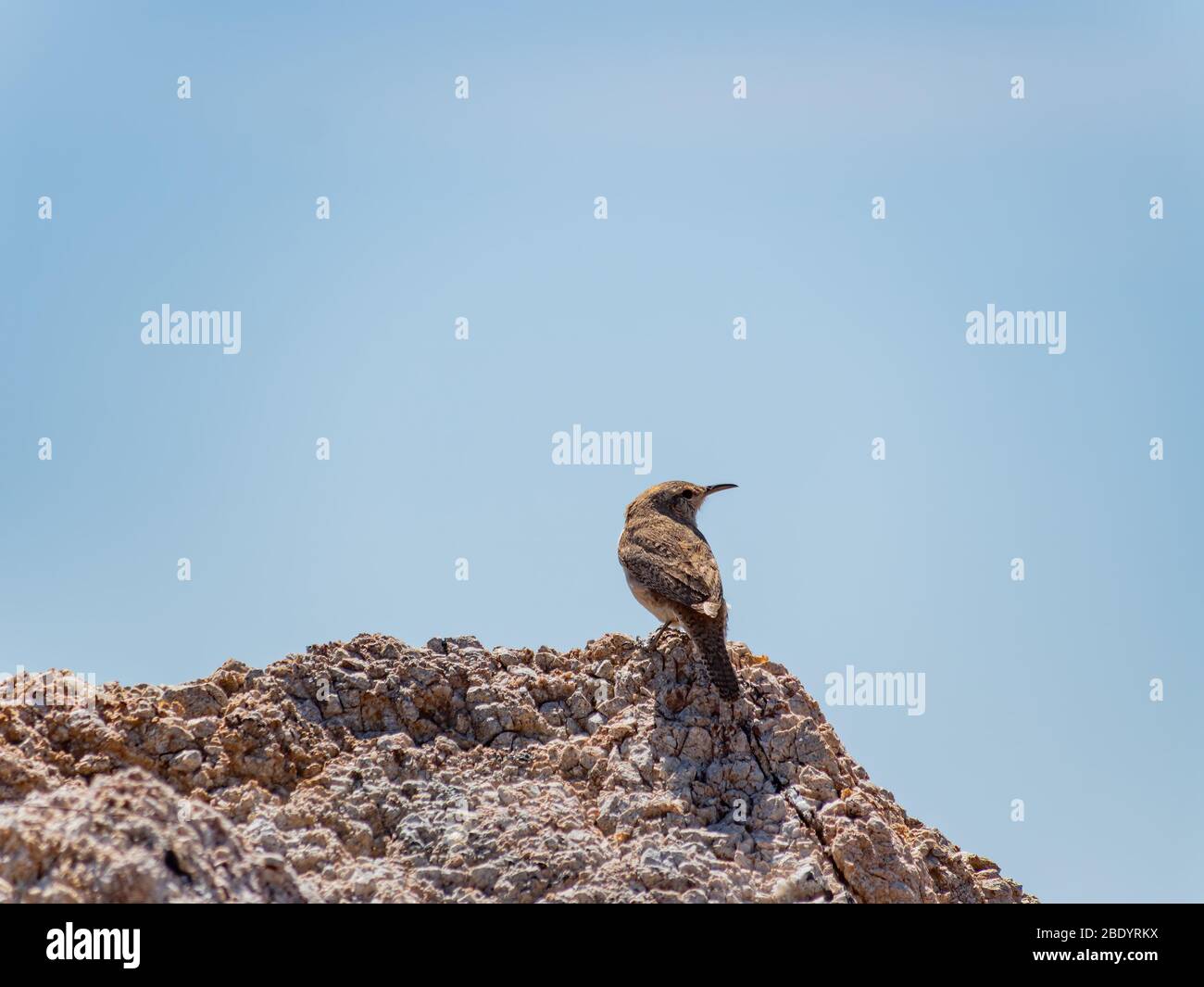 Close up shot a Rock wren in Nature Discovery Trail and Rock Garden at Nevada Stock Photo