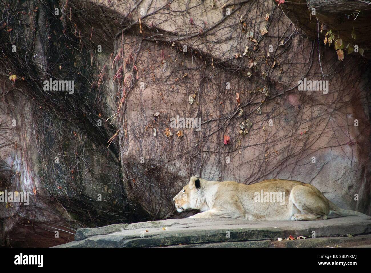 Lioness perching on rock, Lincoln Park, Chicago, Illinois, USA Stock Photo