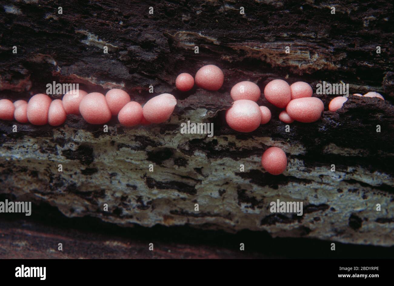 Lycogala epidendrum (Slime Mold) Stock Photo