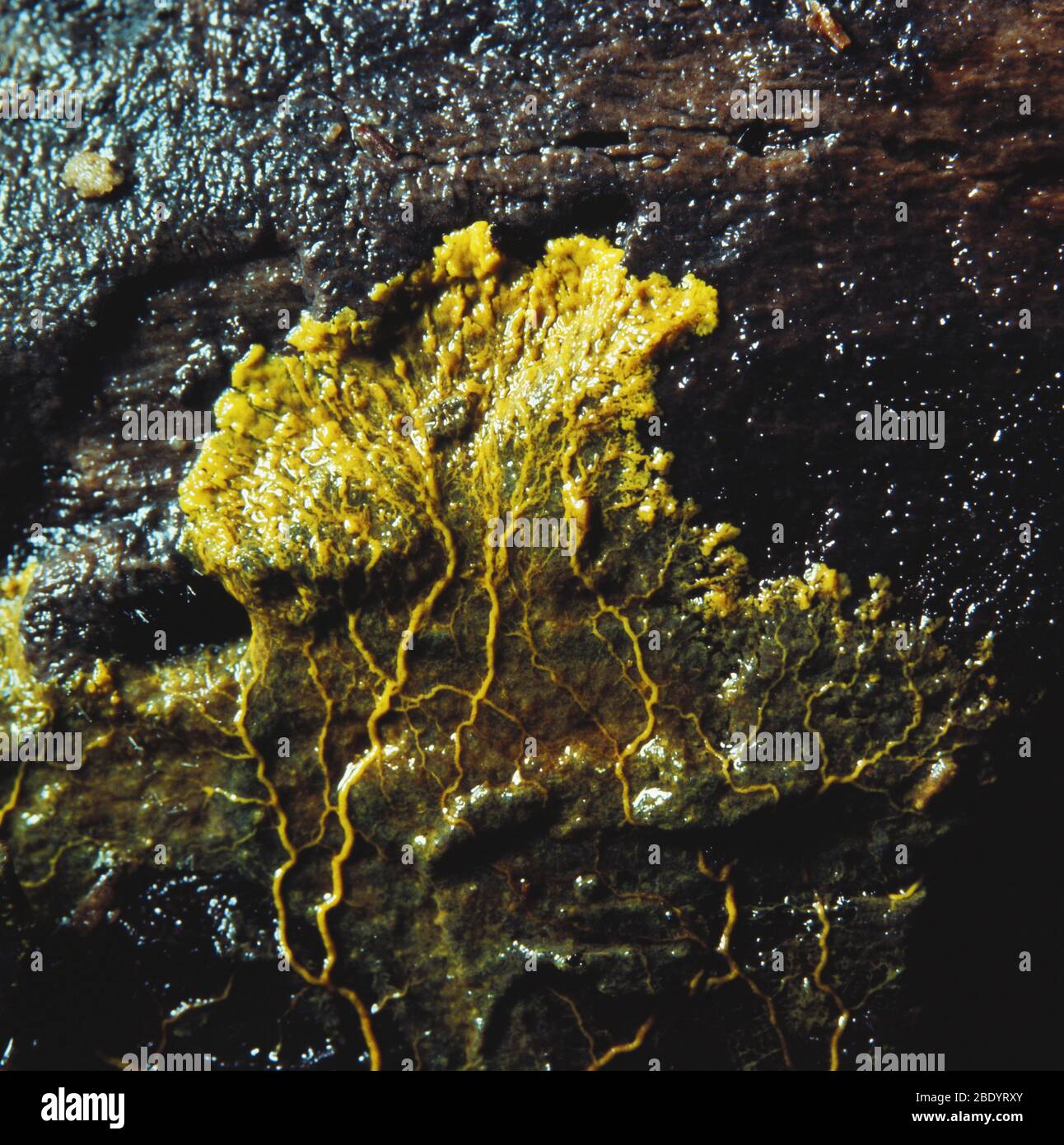 Slime Mold Stock Photo