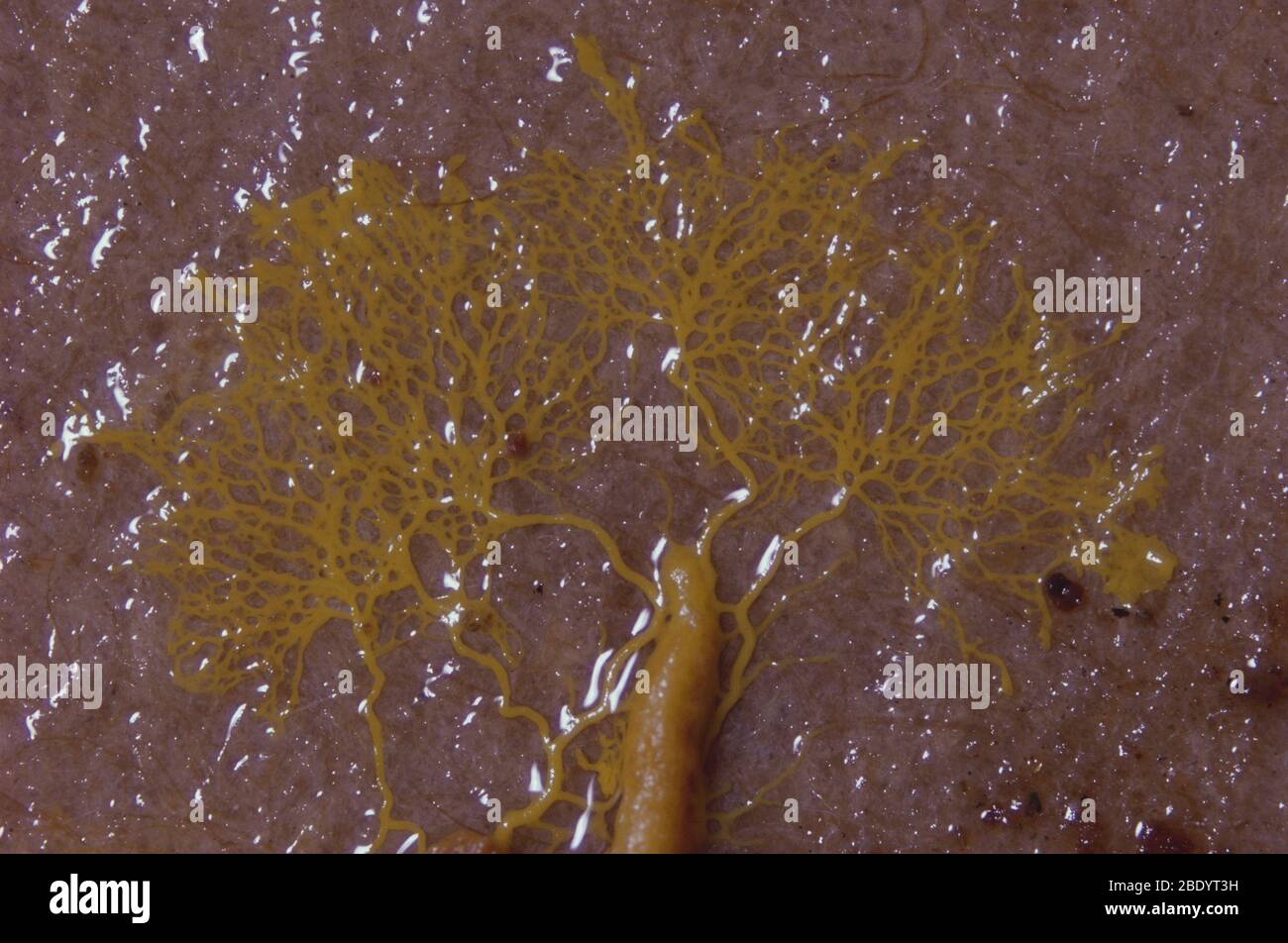 Physarum melleum Slime Mold Stock Photo