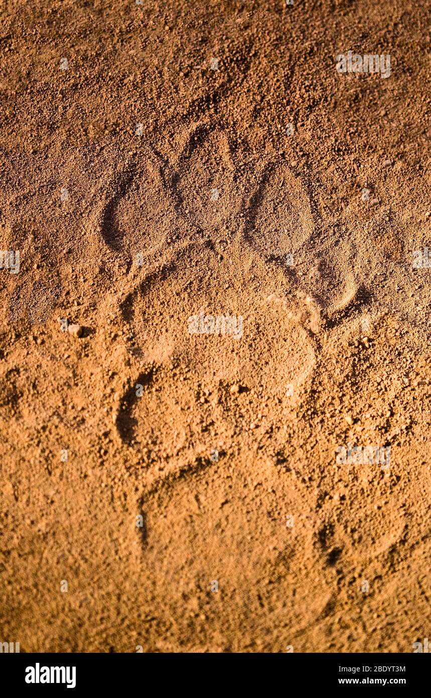Paw print in sand, India Stock Photo