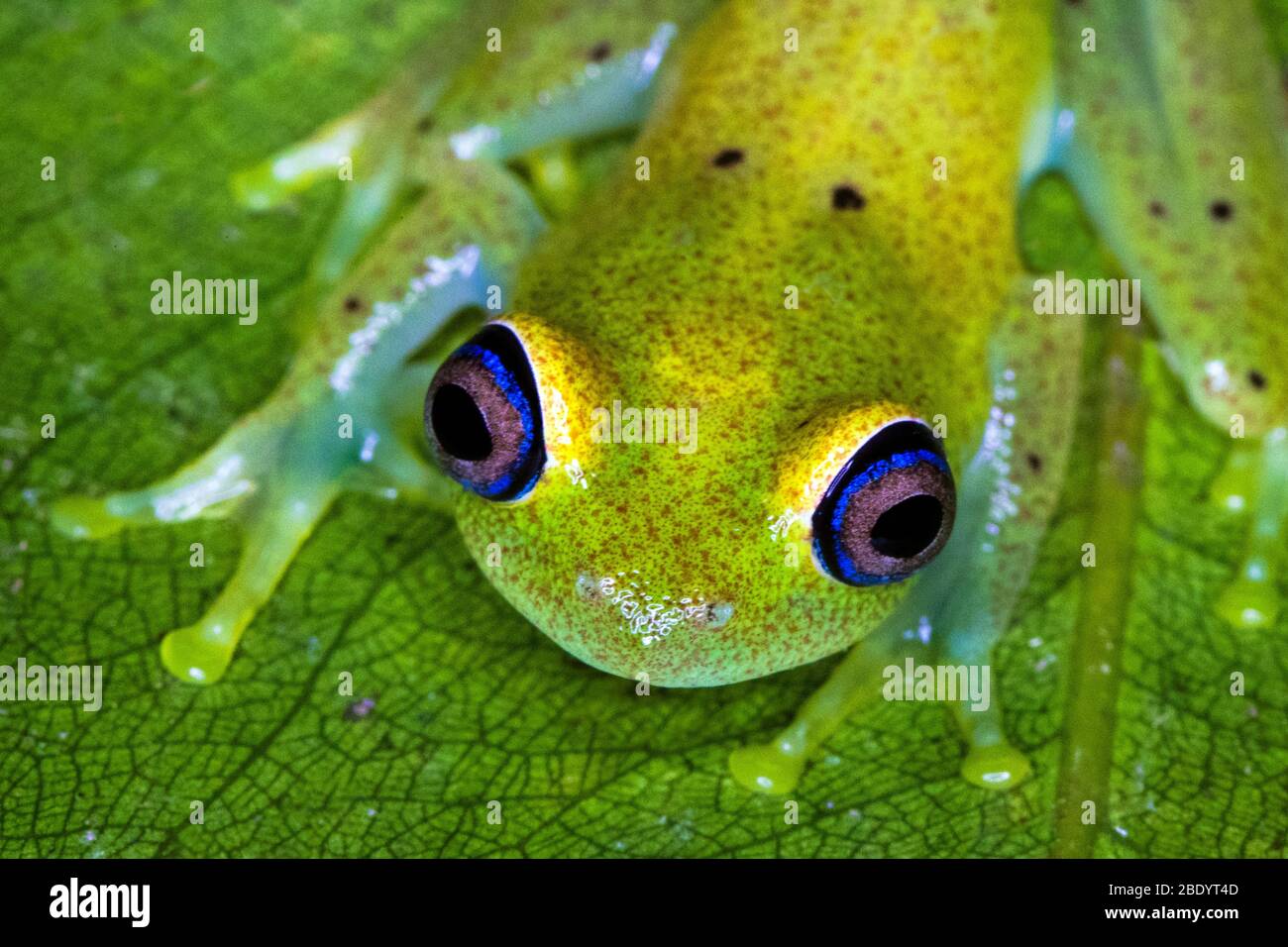 Green bright-eyed frog (Boophis viridis), Madagascar Stock Photo