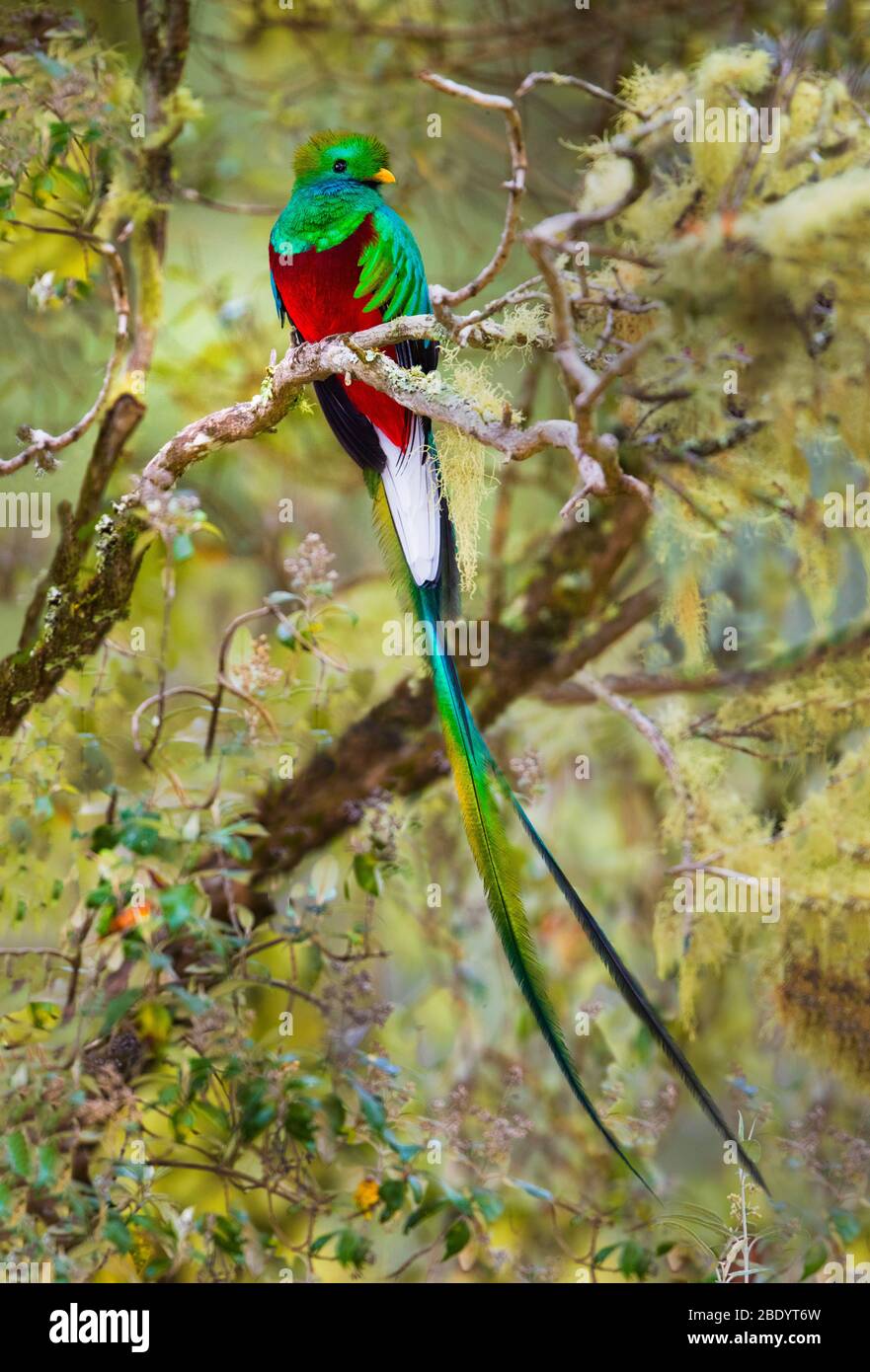Resplendent quetzal (Pharomachrus mocinno) perching on branch, Talamanca Mountains, Costa Rica Stock Photo