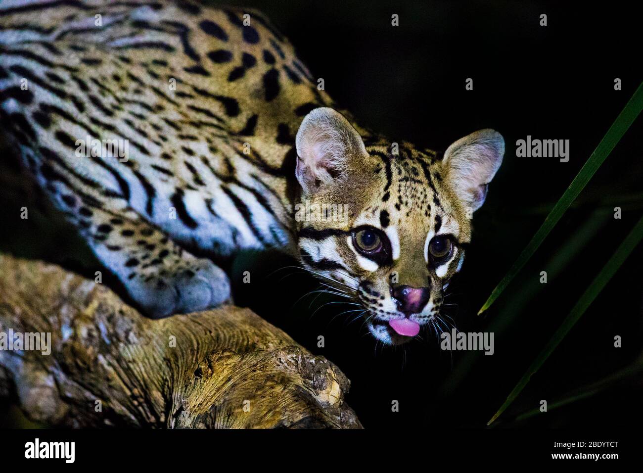 Ocelot (Leopardus pardalis), Pantanal, Brazil Stock Photo