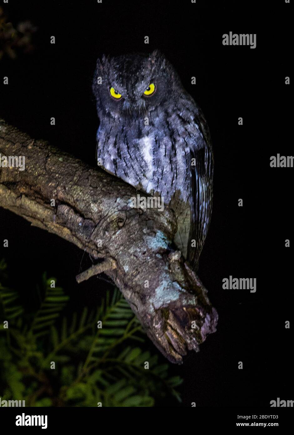 Madagascar scops-owl (Otus rutilus) perching on branch, Madagascar Stock Photo
