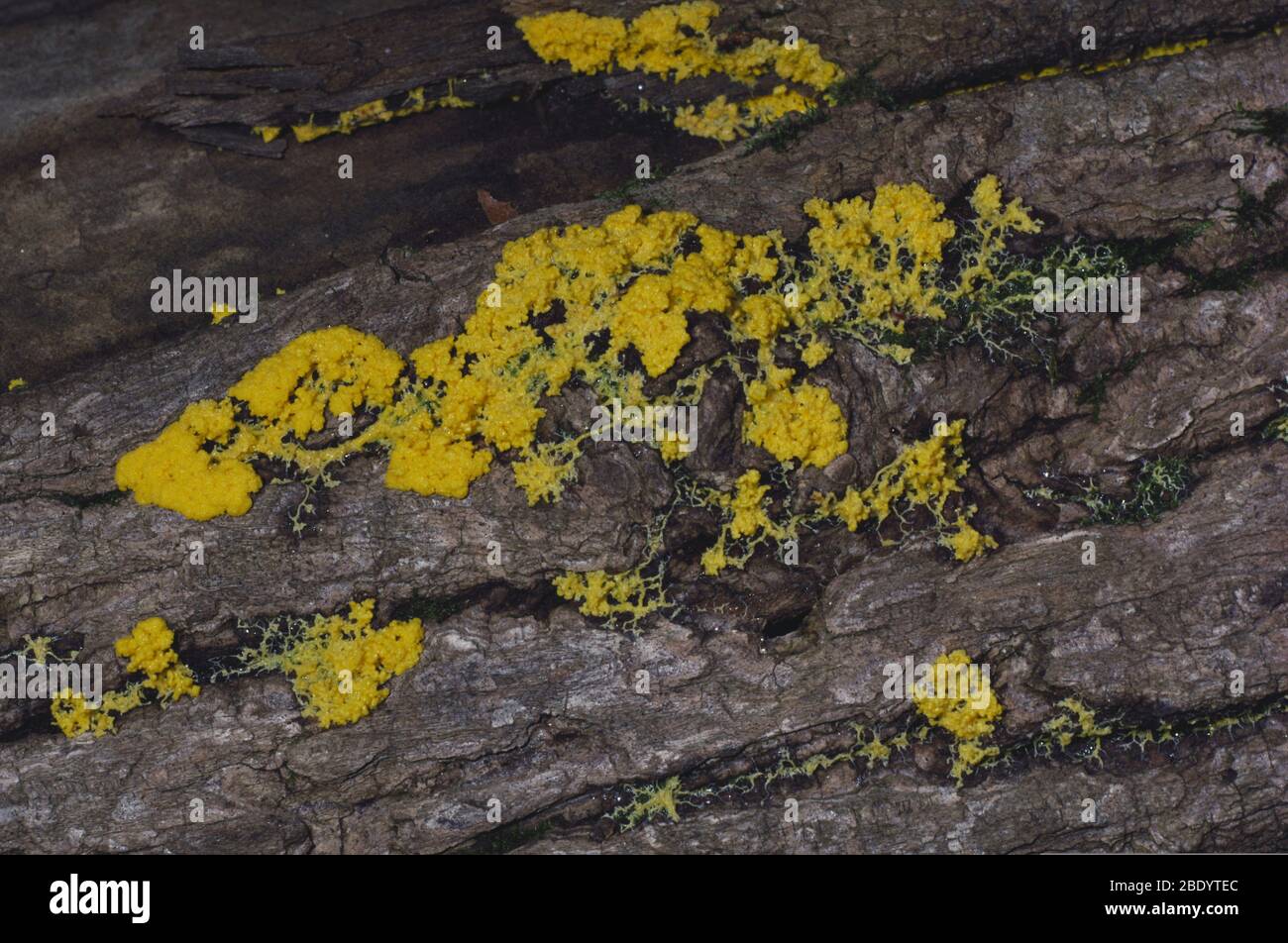 Plasmodium of Fuligo septica slime mold (common names include Dog Vomit Slime Mold and Scrambled Egg Slime)  growing on a rotting log. Stock Photo