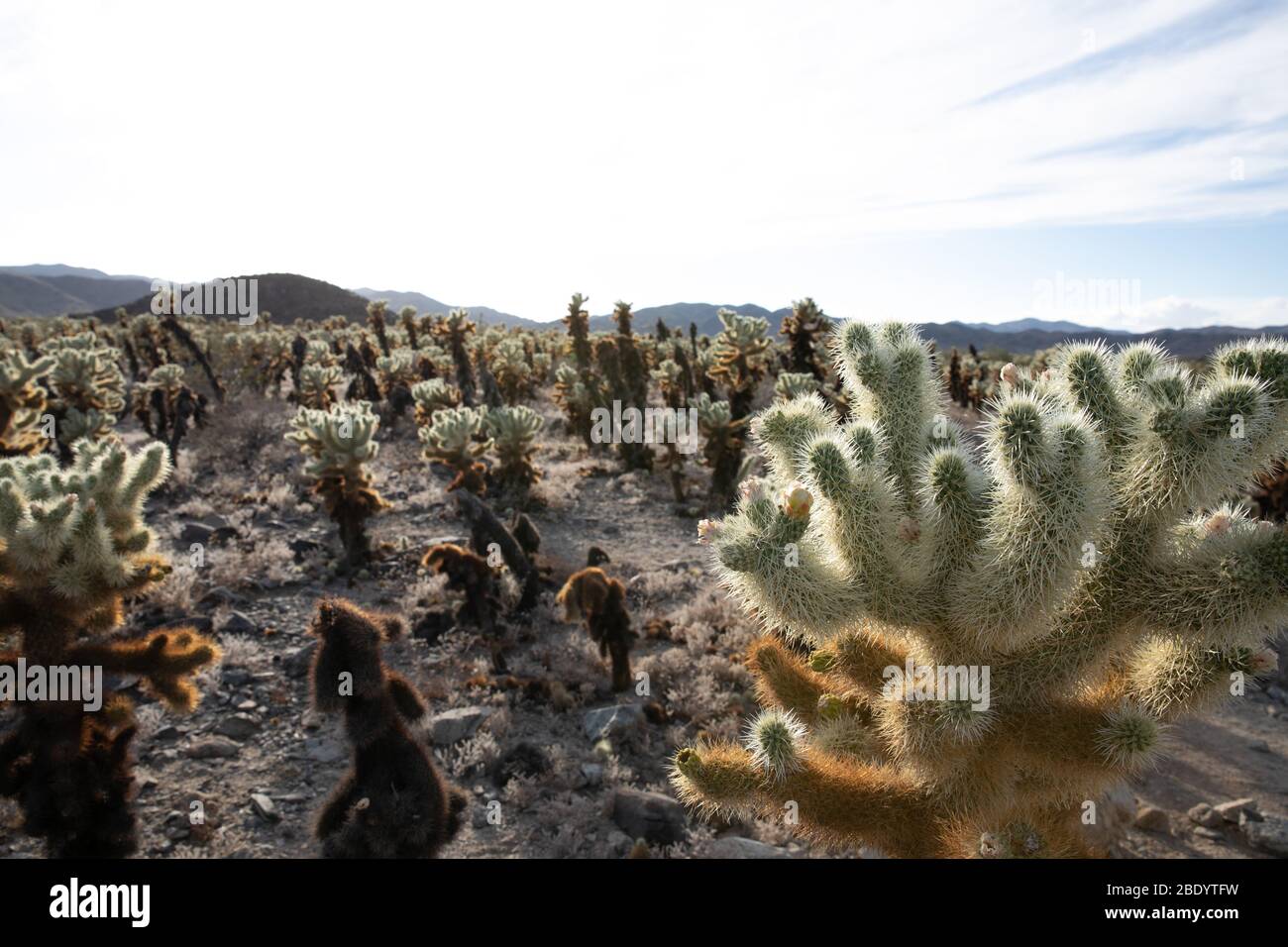 Multiple Cacti multiple spiny cacti form a garden in the dessert. The mountains can be ...