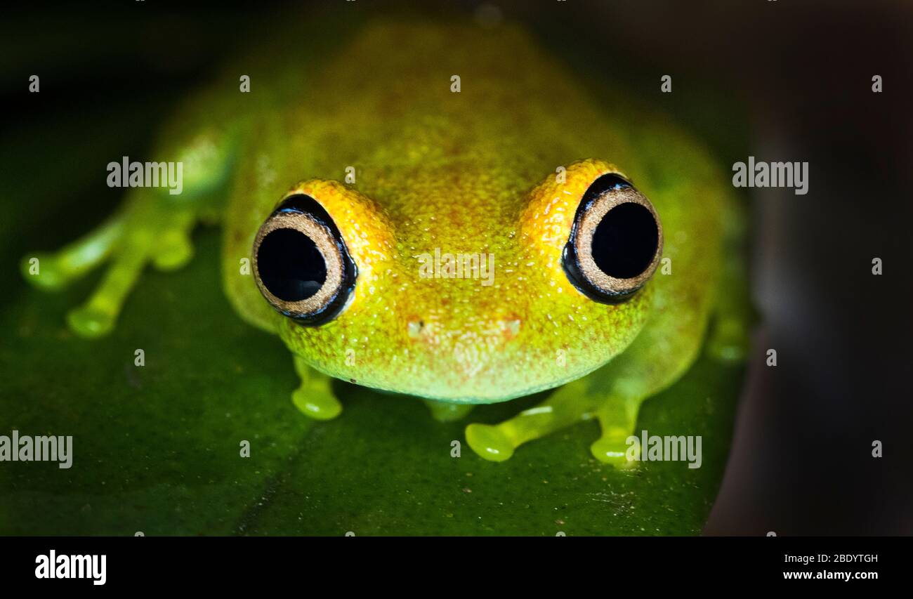 Frog under leaf hi-res stock photography and images - Alamy