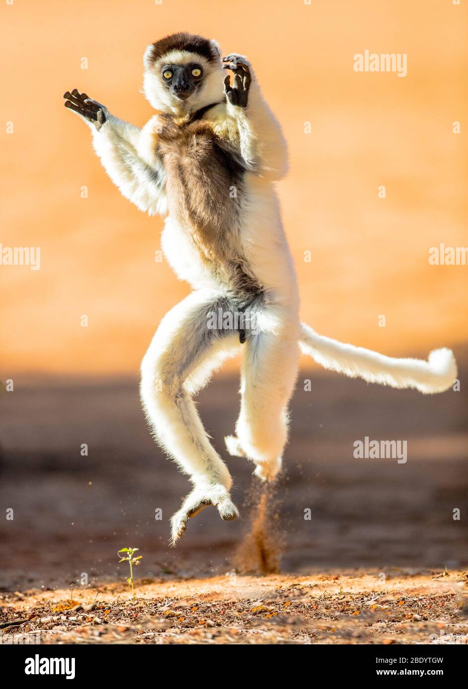 Verreauxs sifaka (Propithecus verreauxi) dancing, Madagascar Stock Photo