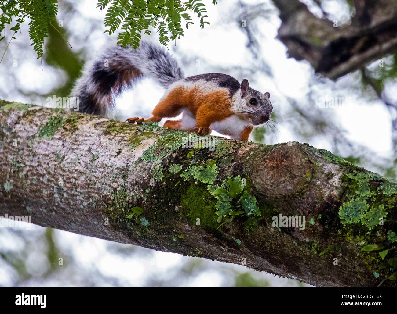 Variegated squirrel (Sciurus variegatoides) on tree branch, Talamanca Mountains, Costa Rica Stock Photo