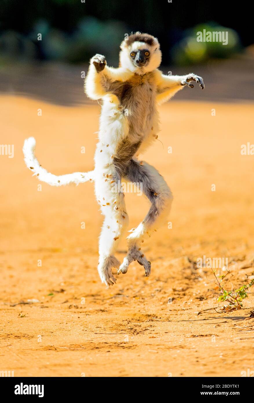 Verreauxs sifaka (Propithecus verreauxi) dancing, Madagascar Stock Photo
