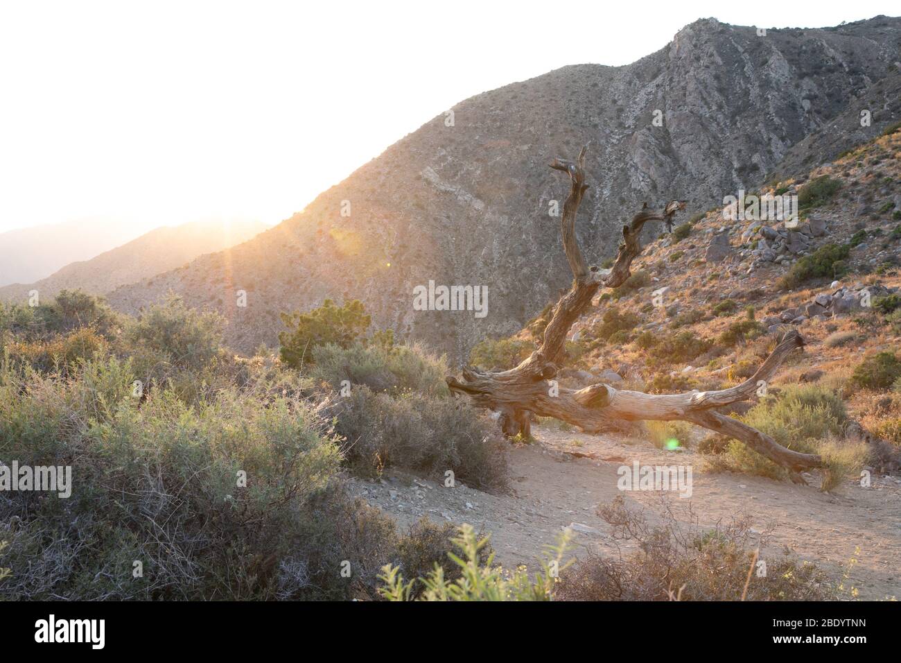 the sun pops behind the crest of a mountain creating a sunburst over a dead tree in the desert Stock Photo