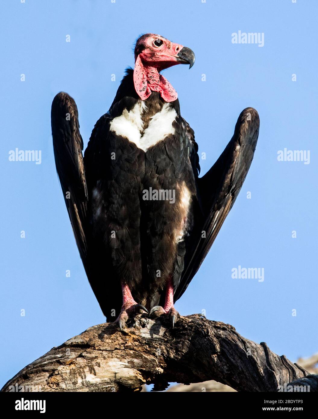 Red Headed Vulture High Resolution Stock Photography and Images Alamy