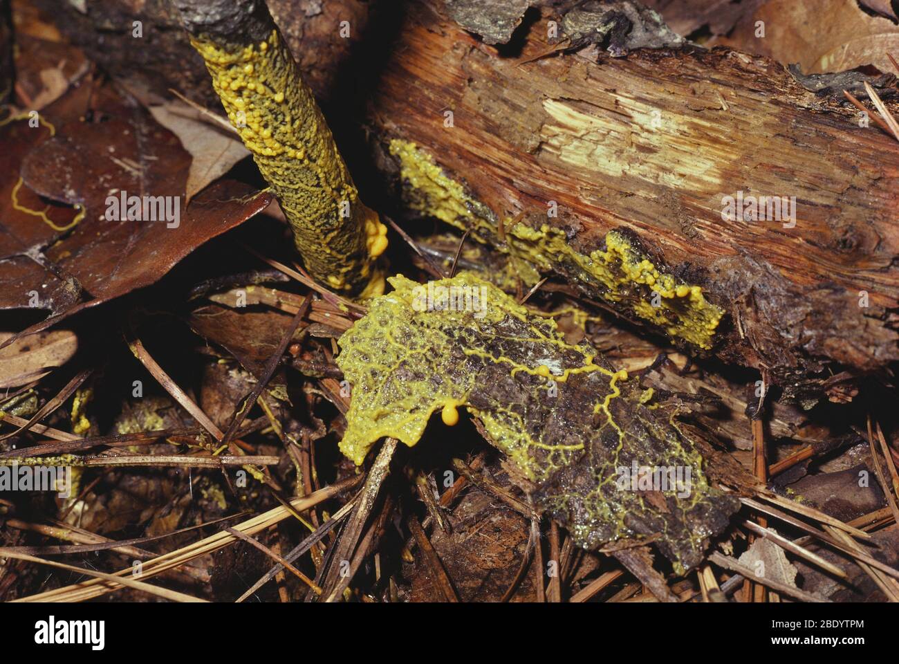 Leocarpus fragilis Slime Mold Stock Photo