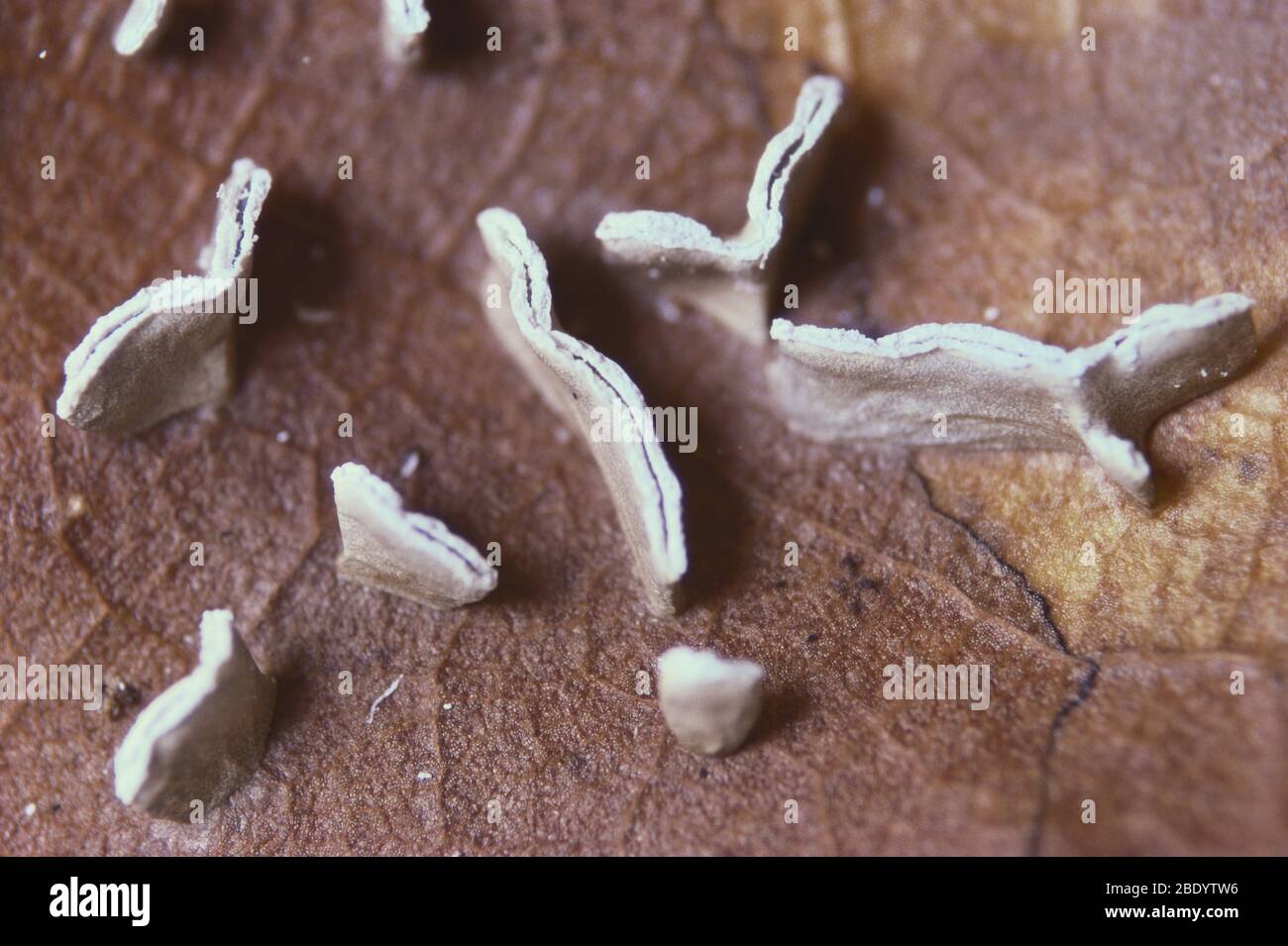 Physarum bivalve Slime Mold Stock Photo