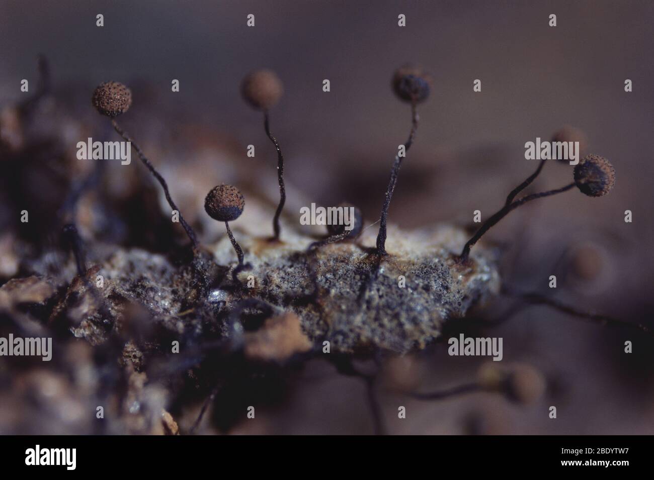 Cribraria aurantiaca Slime Mold Stock Photo