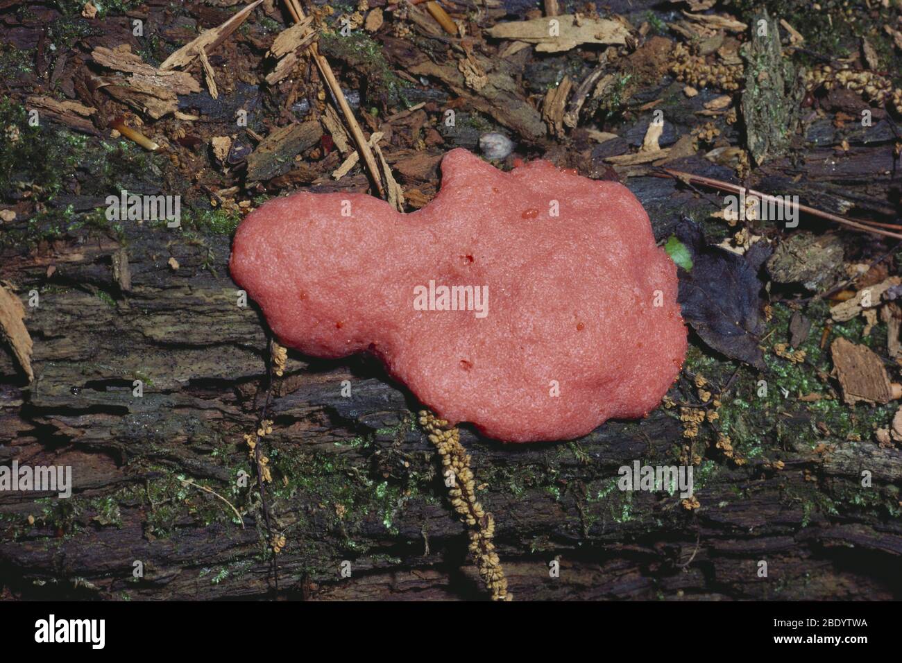 Red Raspberry Slime Mold Stock Photo