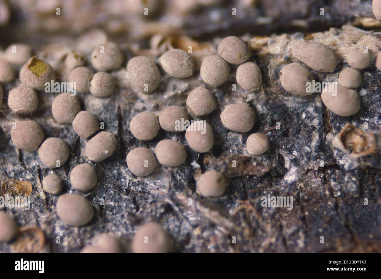 Perichaena ochrospora Slime Mold Stock Photo