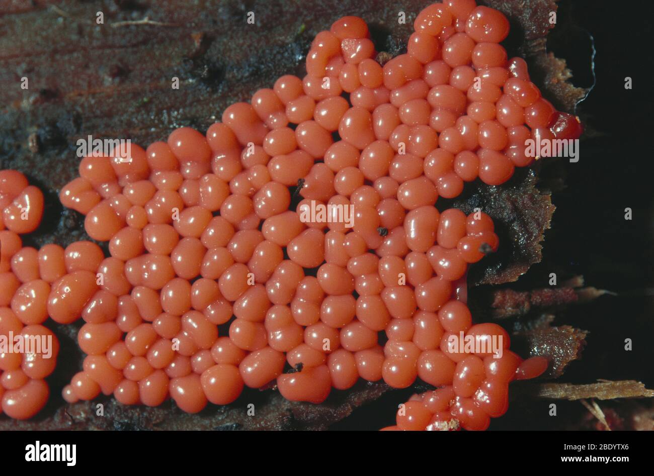 Trichia decipiens Slime Mold Stock Photo