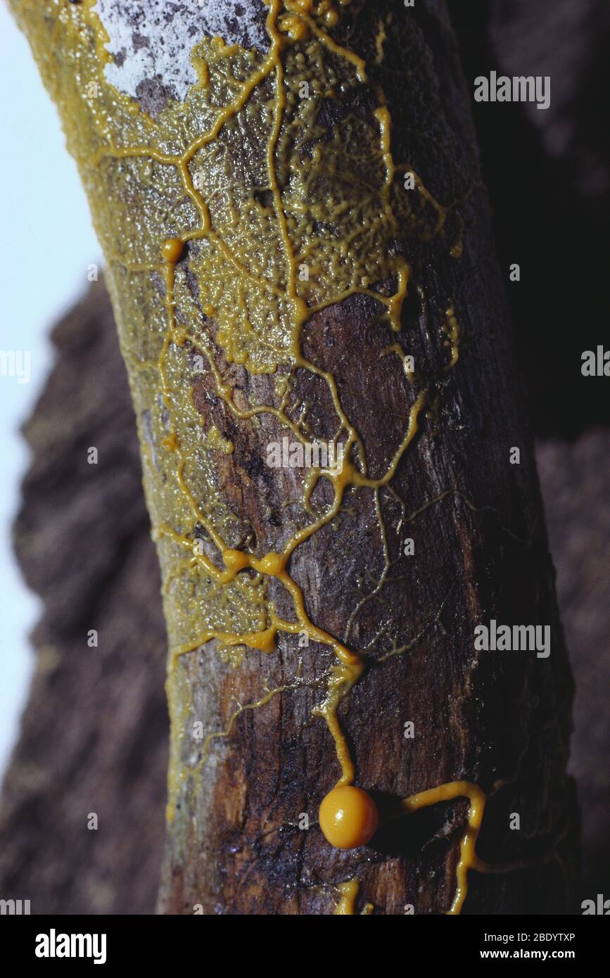 Leocarpus fragilis Slime Mold Stock Photo