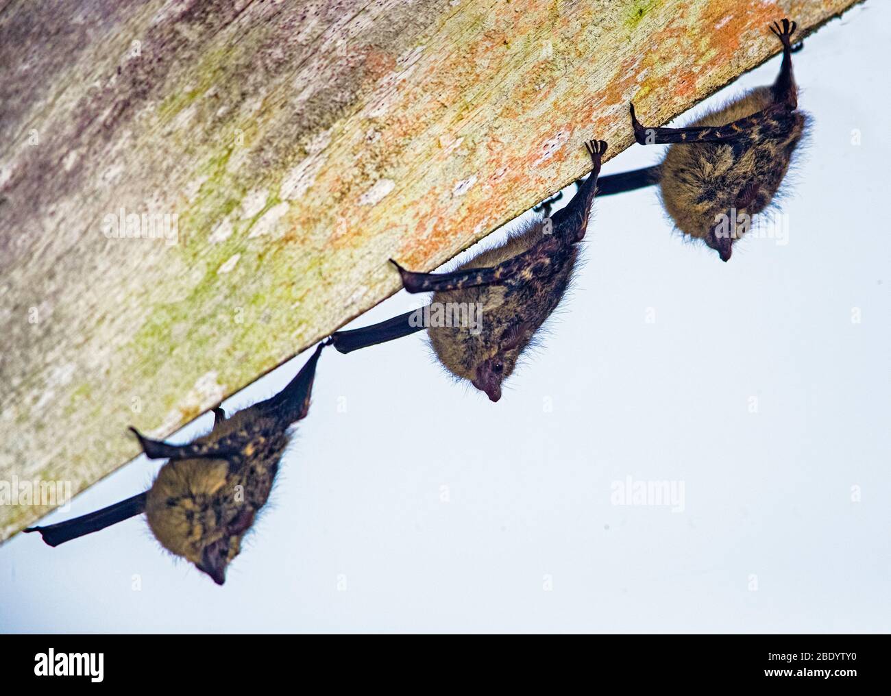 Sleeping bats, Costa Rica Stock Photo