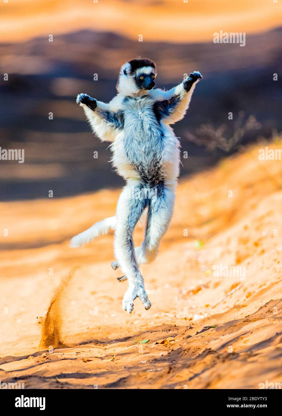 Verreauxs sifaka (Propithecus verreauxi) dancing, Madagascar Stock Photo