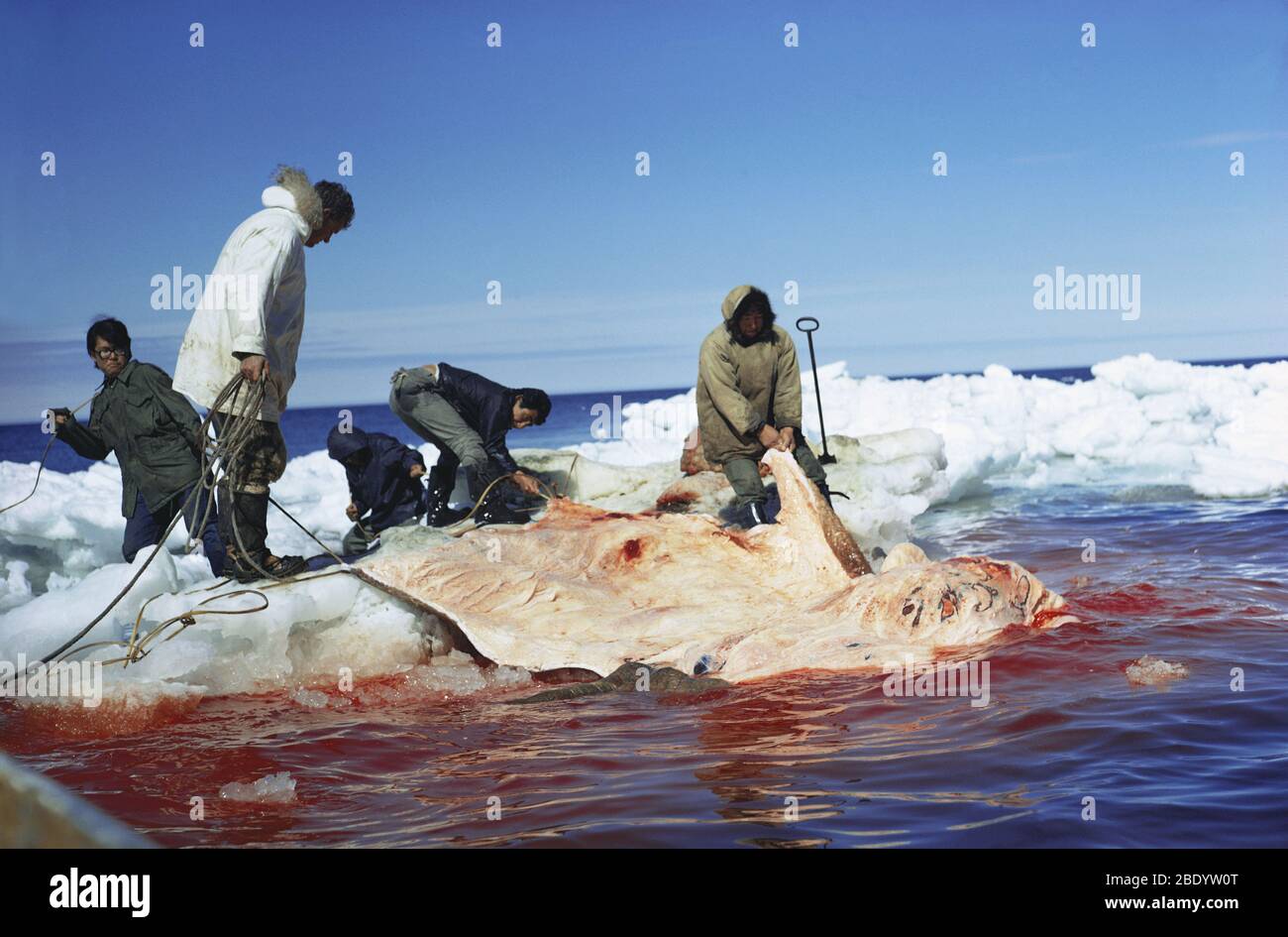 Walrus hunting Stock Photo