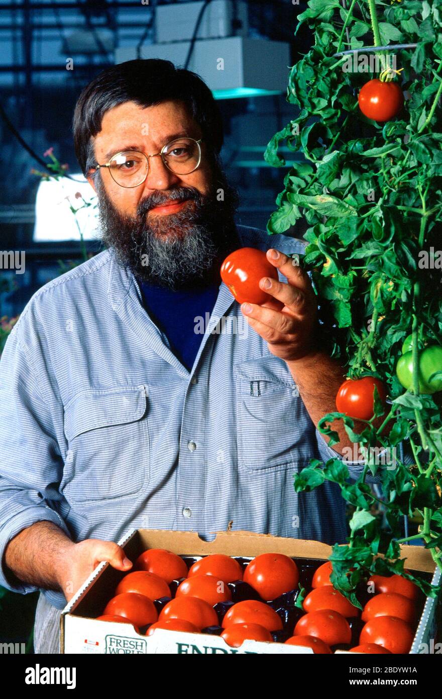 Plant Physiologist With Tomatoes Stock Photo