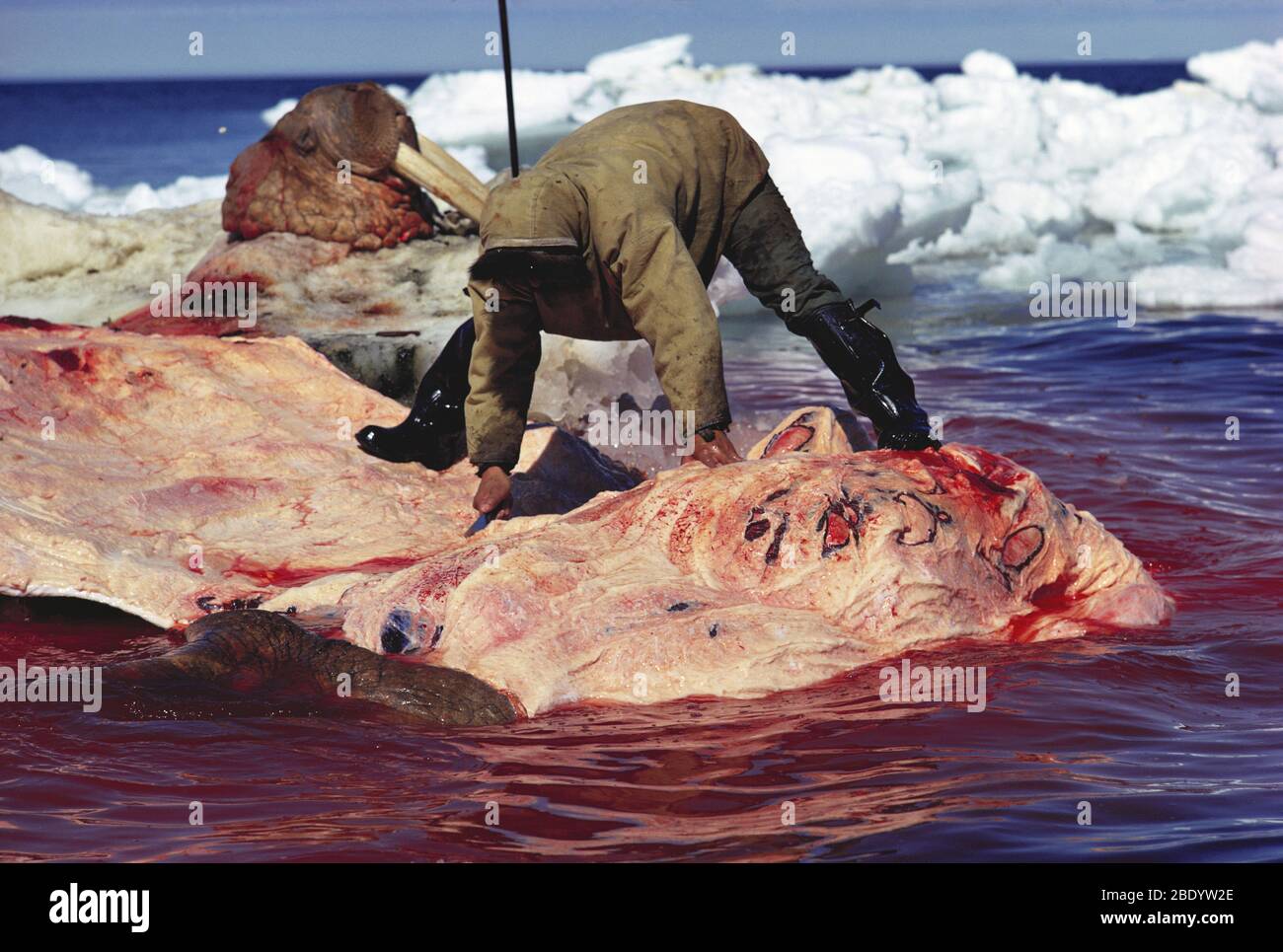 Butchering walrus Stock Photo