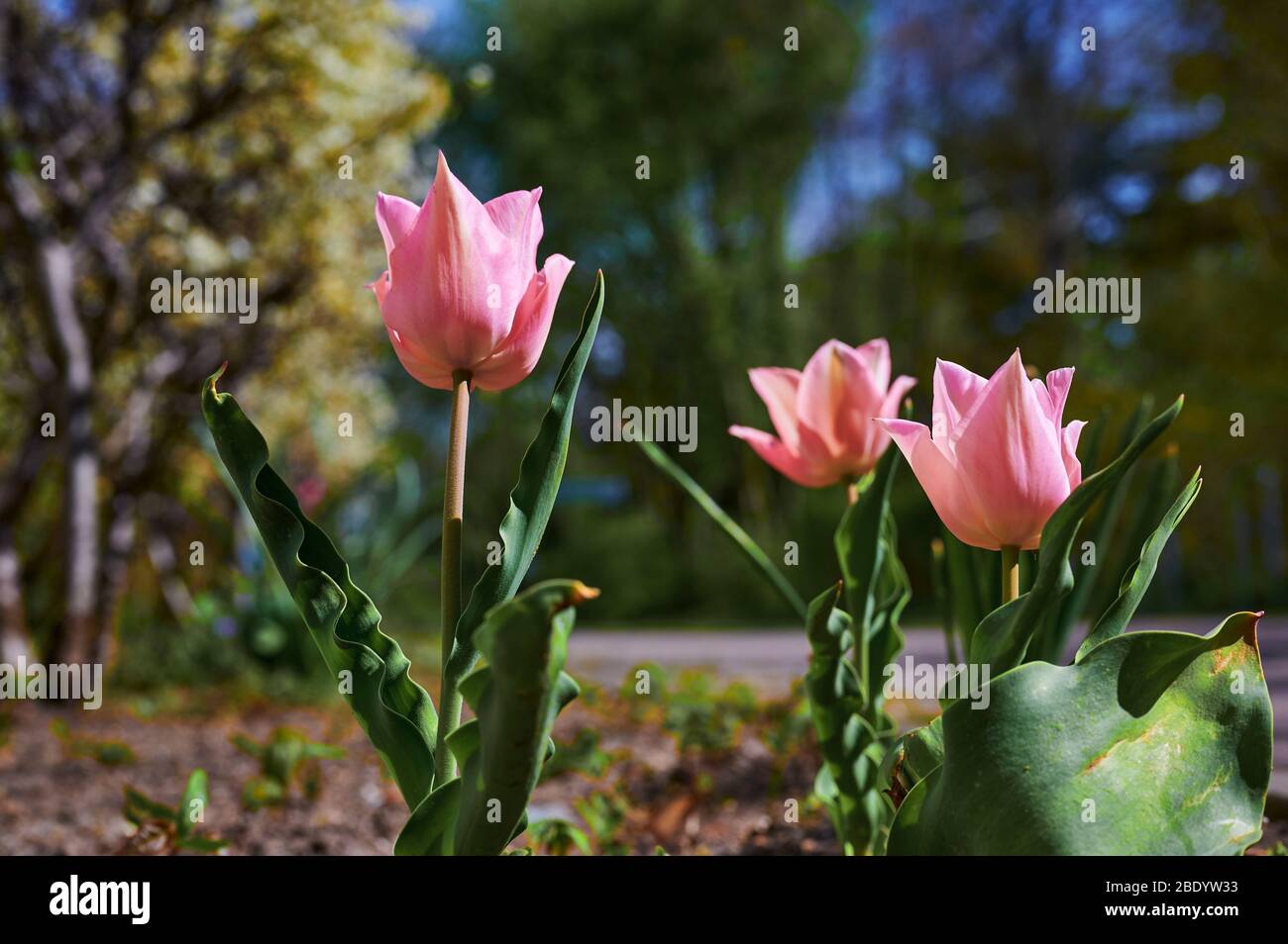 Tulipa liliaceae hi-res stock photography and images - Alamy