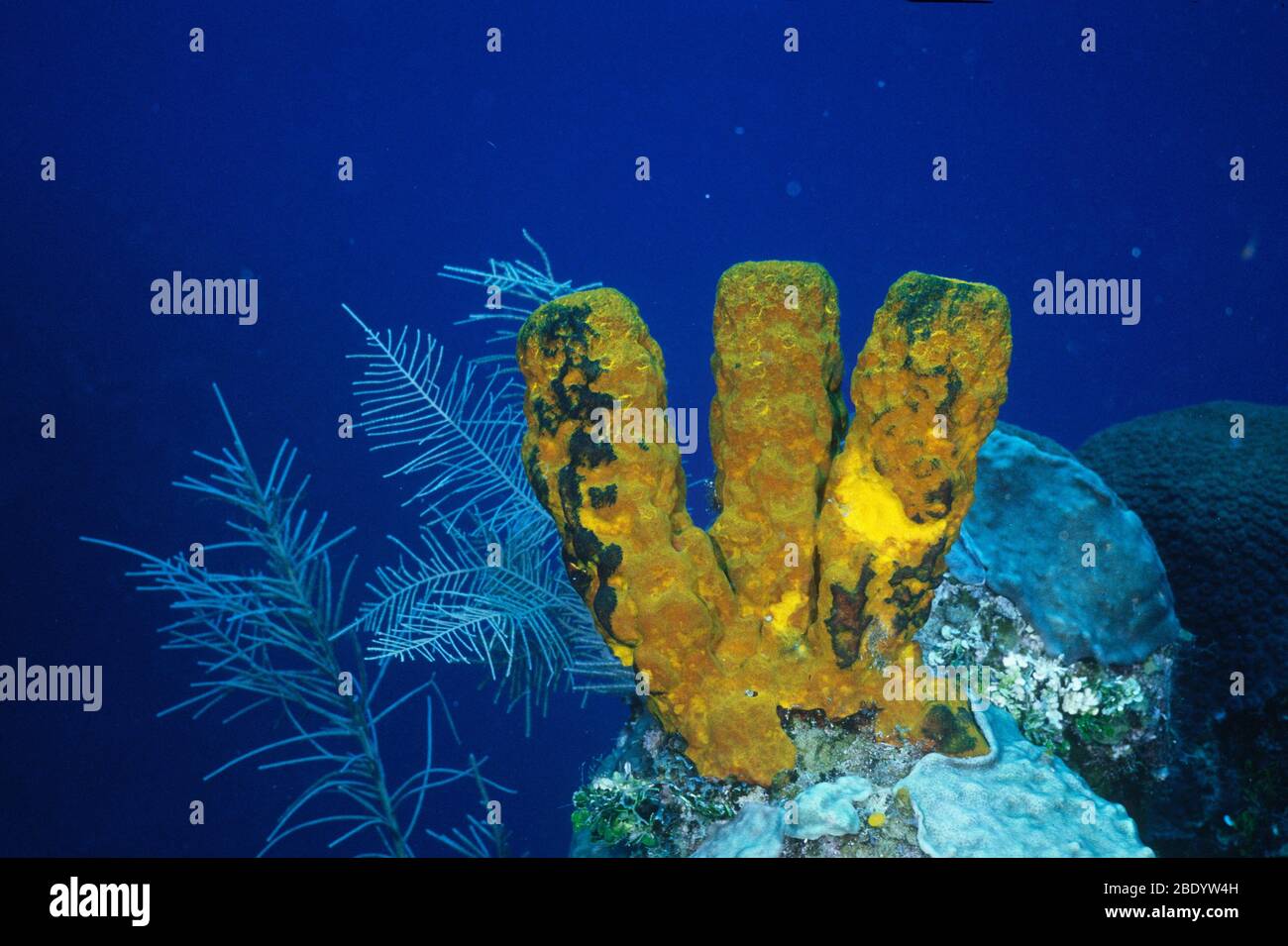Yellow Tube Sponge Stock Photo Alamy