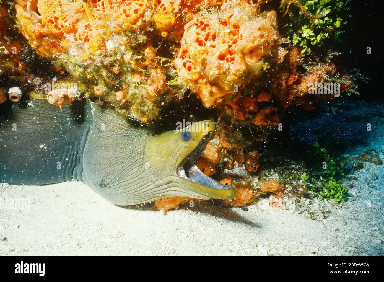 Green Moray Eel Stock Photo - Alamy