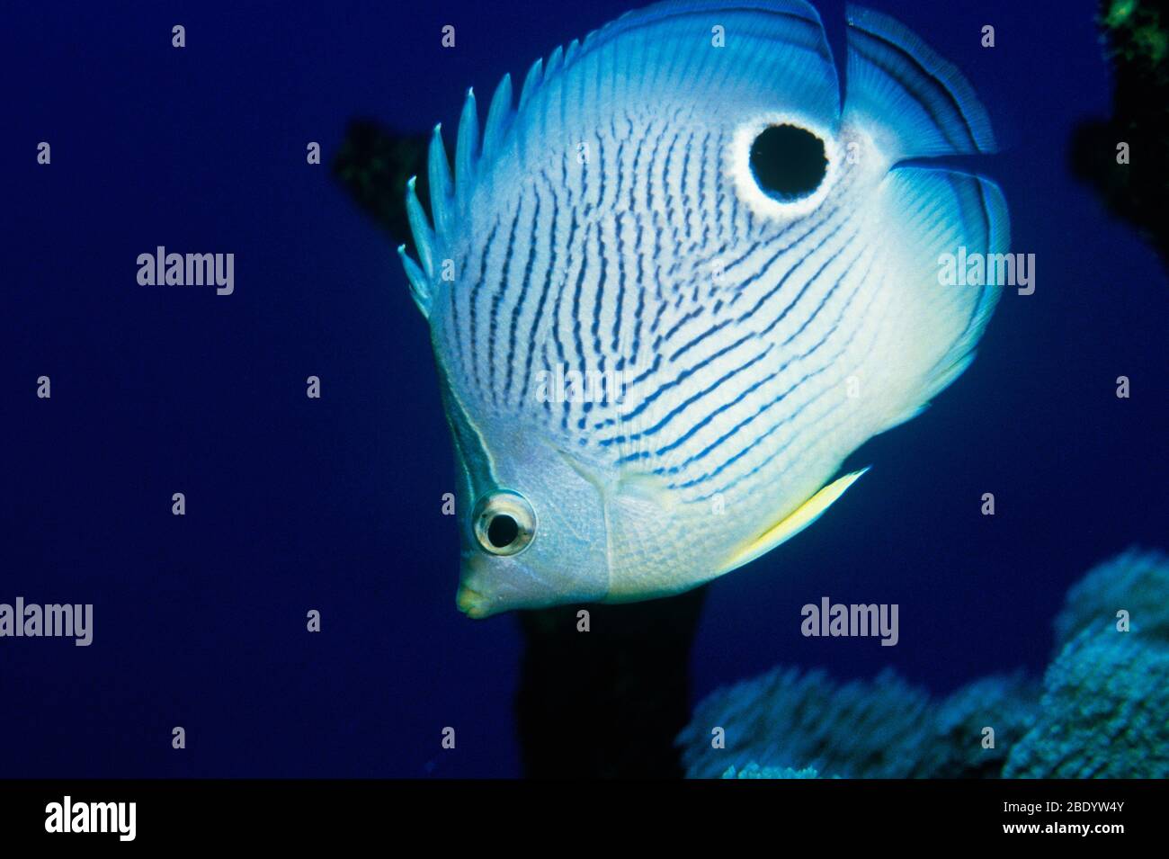 Four-eye Butterflyfish Stock Photo