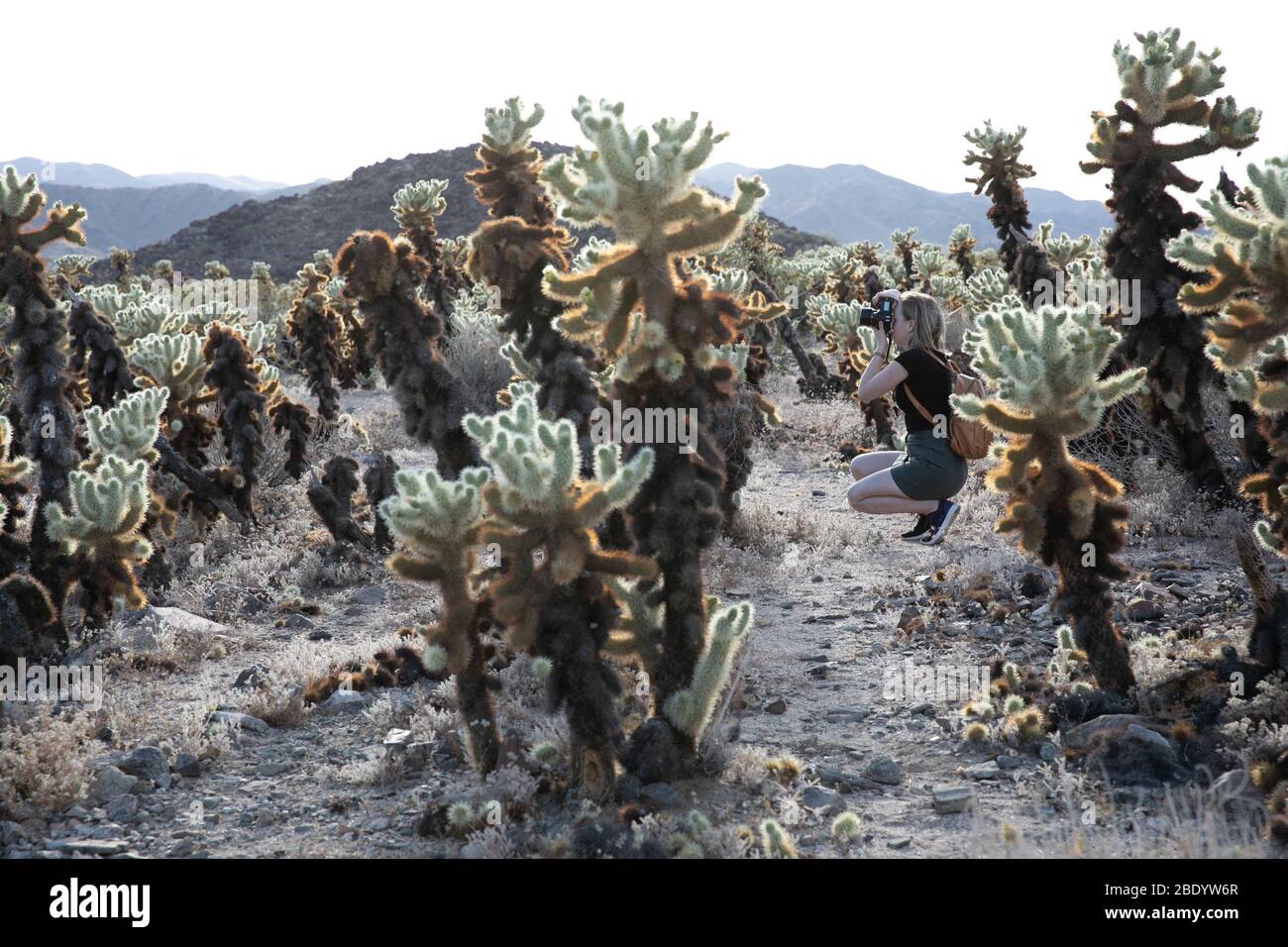 Multiple Cacti multiple spiny cacti form a garden in the dessert. The mountains can be ...