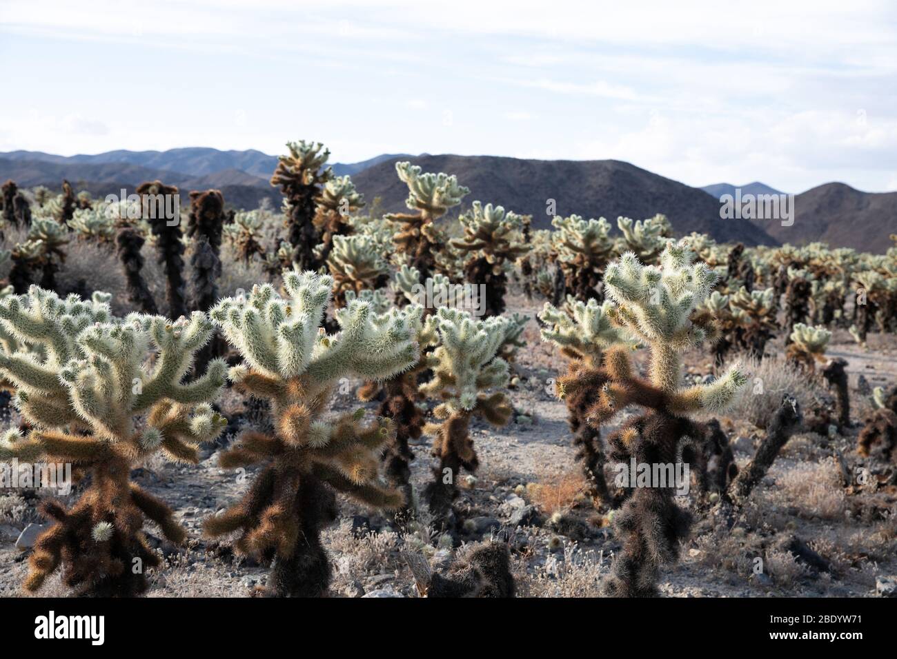 Multiple Cacti multiple spiny cacti form a garden in the dessert. The mountains can be ...